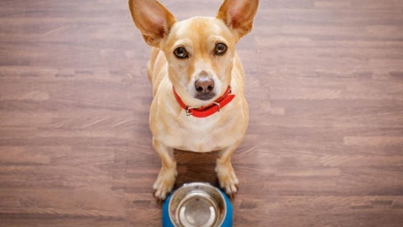 Changes in Appetite