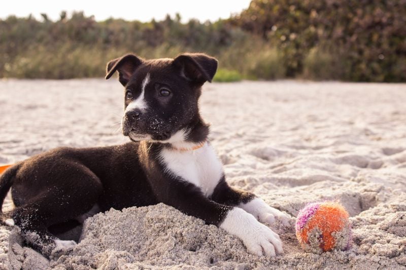 Honor Your Dog's Natural Instincts