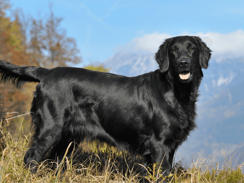 Flat-Coated Retriever: The Eternal Optimist