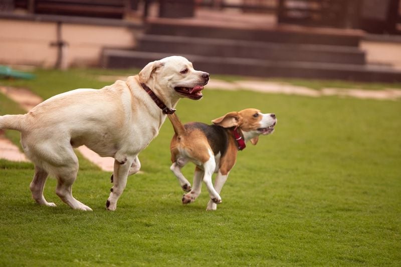 Labrador Retriever