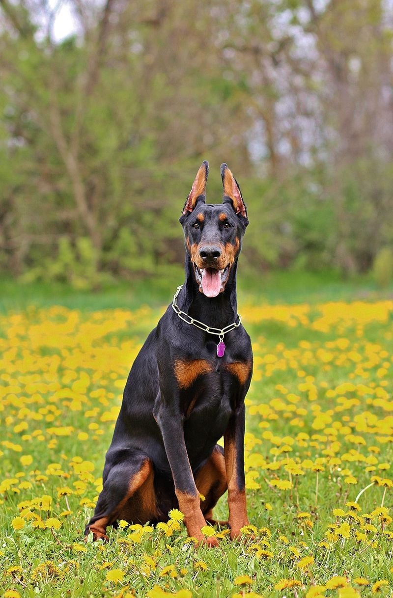 Sleek Doberman Pinscher: The Misunderstood Velvet Guardian
