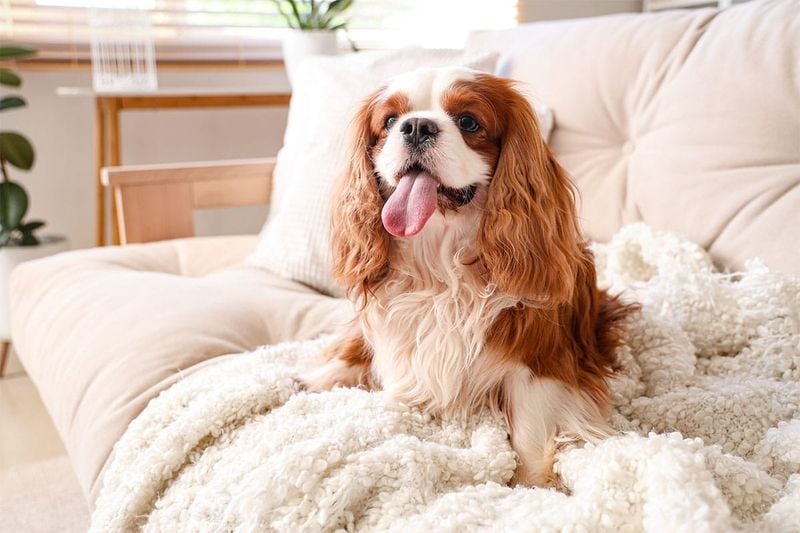 Cavalier King Charles Spaniel: Velvet Ears and Velvet Heart