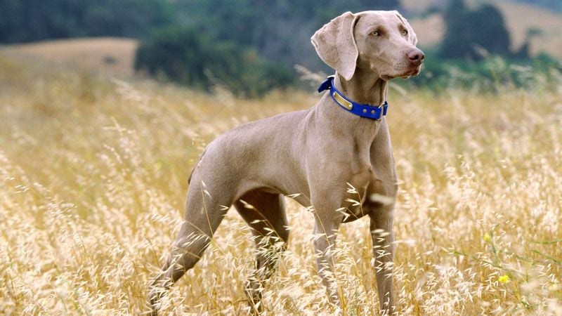 Weimaraner: The Gray Ghost