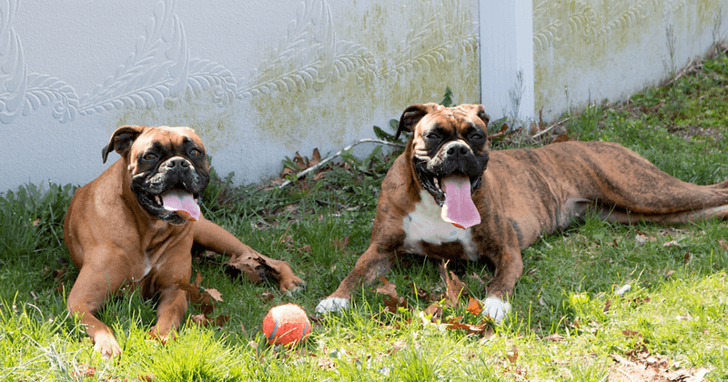 Boxers