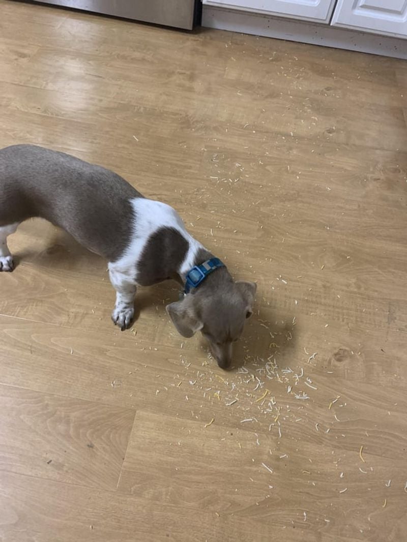 They Clean Up the Floor... With Their Mouth