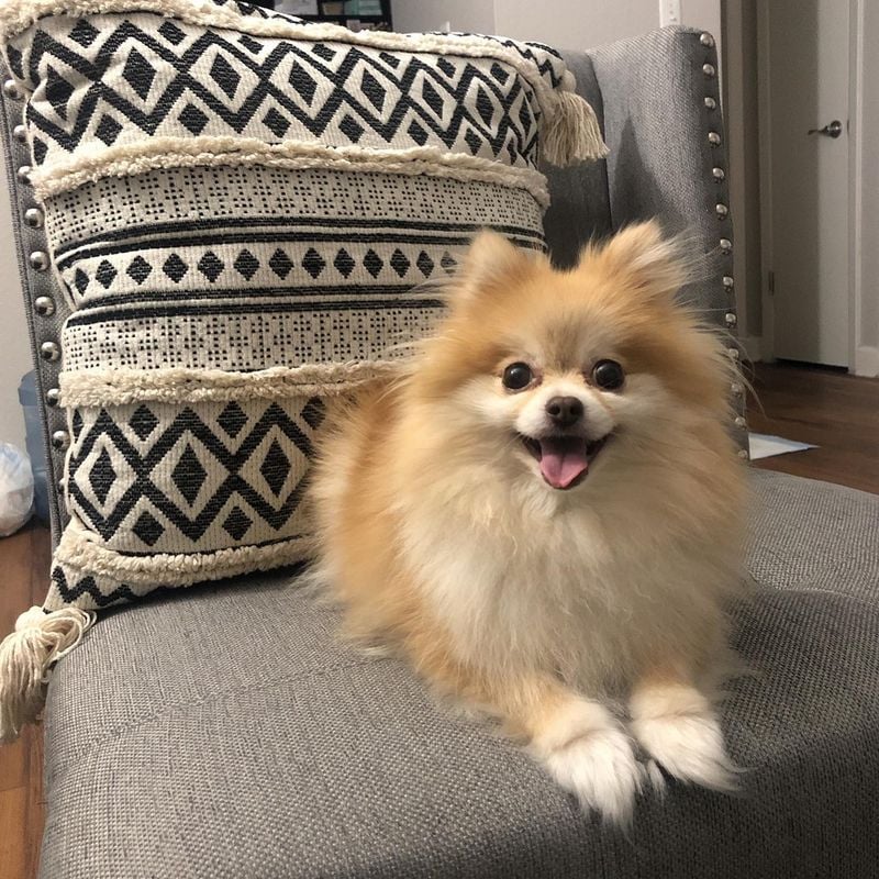 Pomeranian