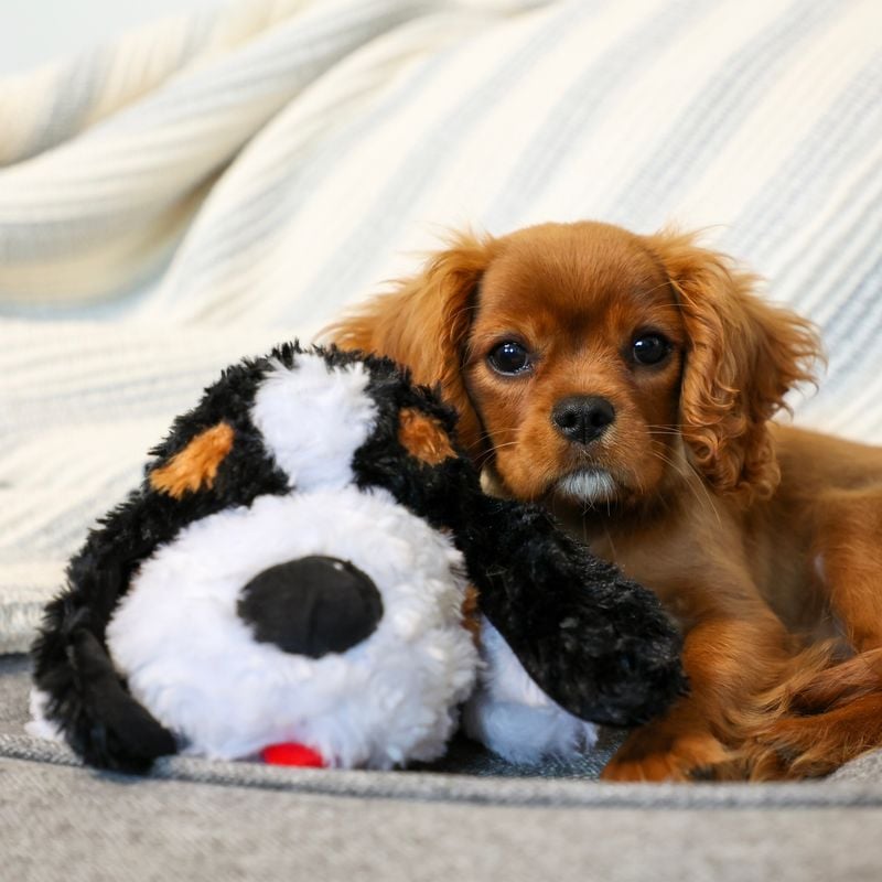 Cavalier King Charles Spaniels