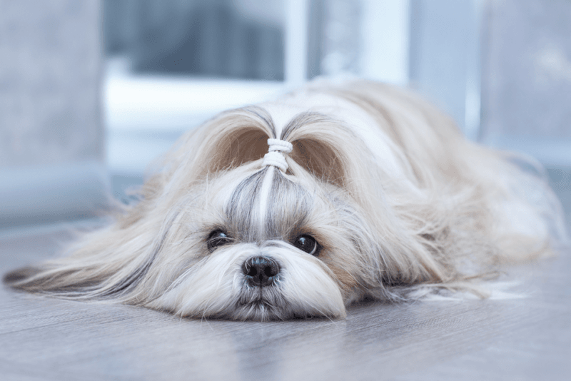 Shih Tzu: The Ancient Soul Comforter