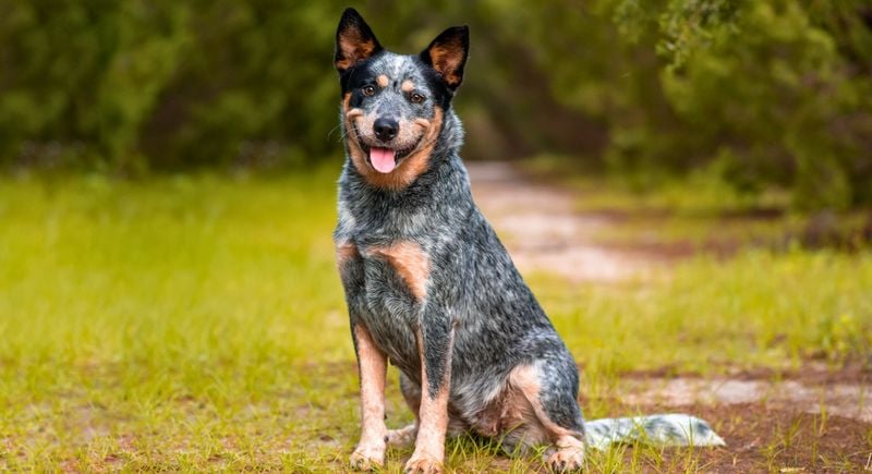 Australian Cattle Dog: Sonic Range Champions