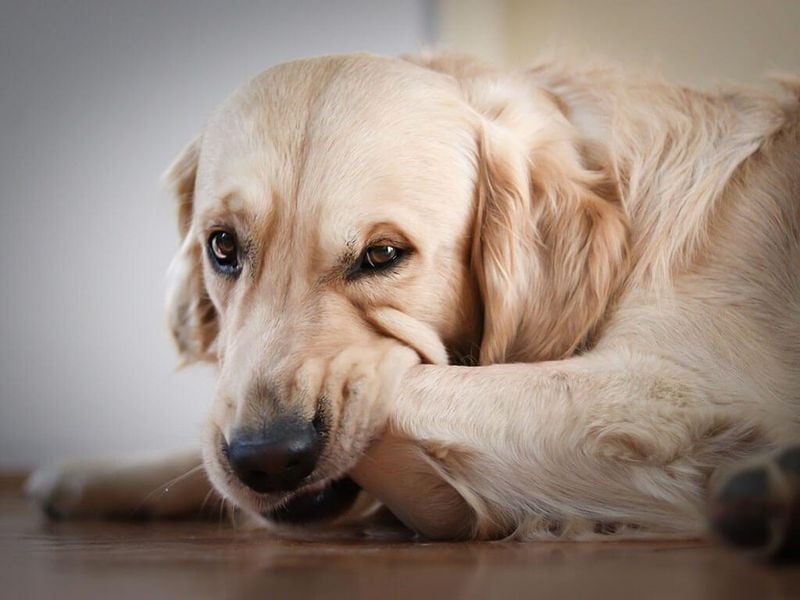 Itching From Allergies: The Most Common Culprit