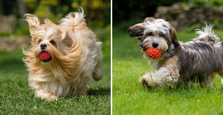 Shih Tzu vs. Havanese: 7 Key Differences Every Dog Lover Should Know