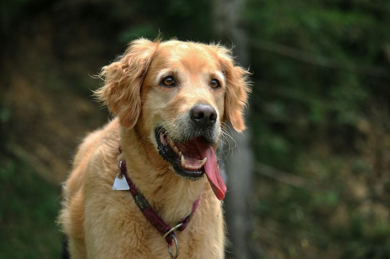 Panting Can Signal Many Emotions