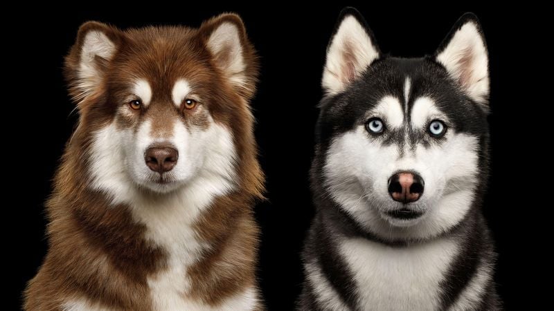 Alaskan Malamute vs. Siberian Husky