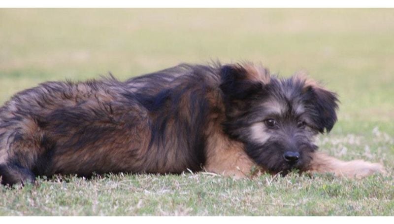 Armant (Egyptian Sheepdog)