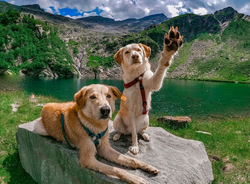 Labrador Retriever
