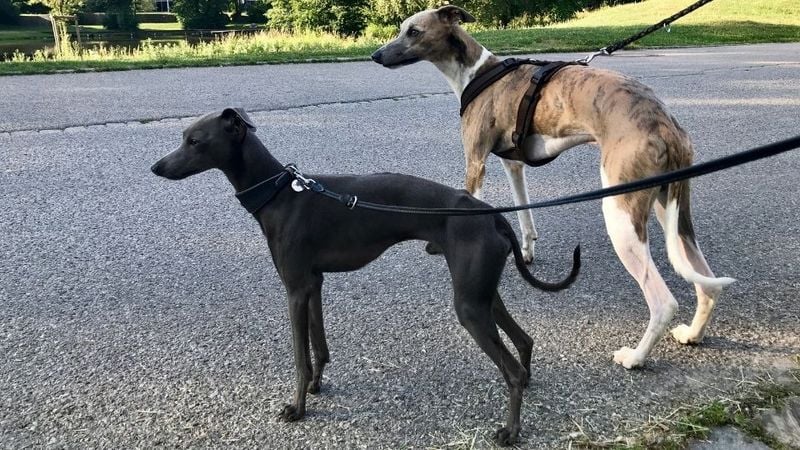 Whippet vs. Italian Greyhound