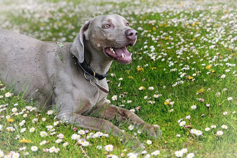 Weimaraner: The Velcro Athlete