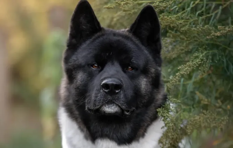 Akita: The Dignified Guardian