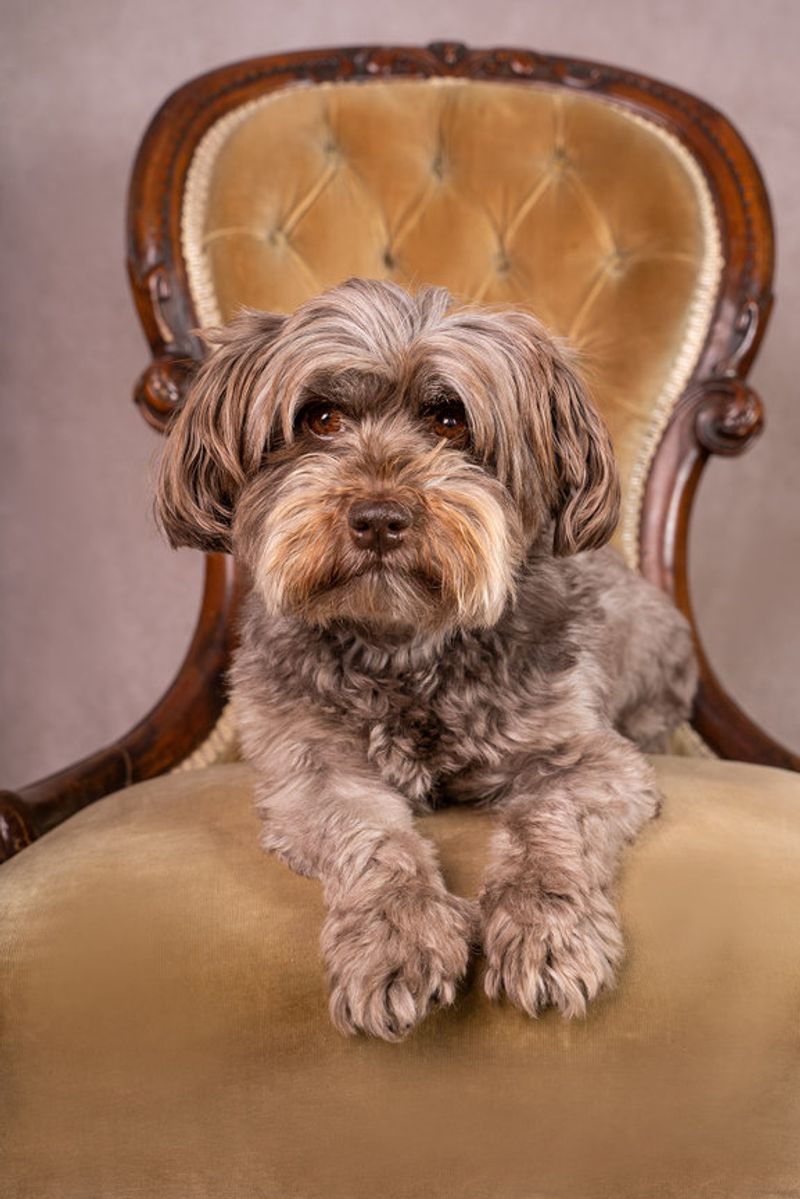 Havanese