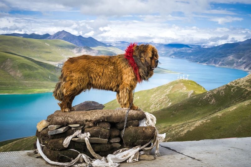 Tibetan Mastiff
