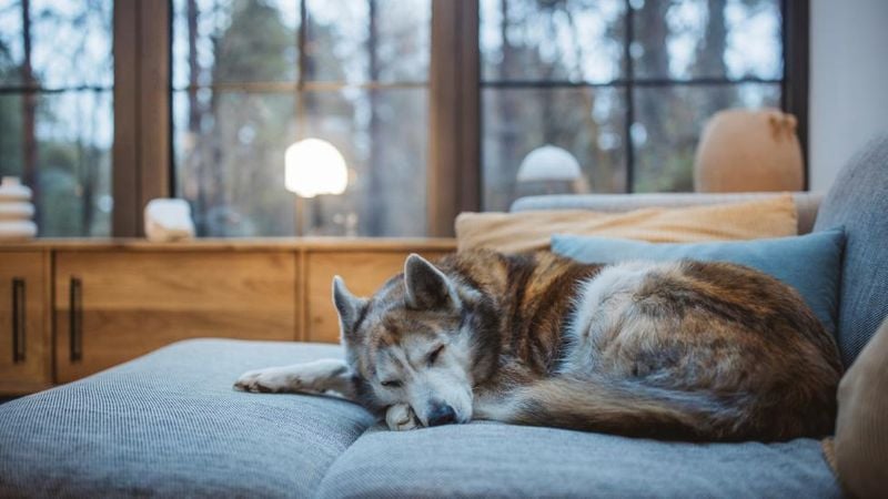Unusual Lethargy