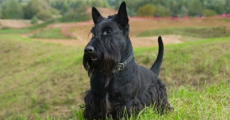Scottish Terrier