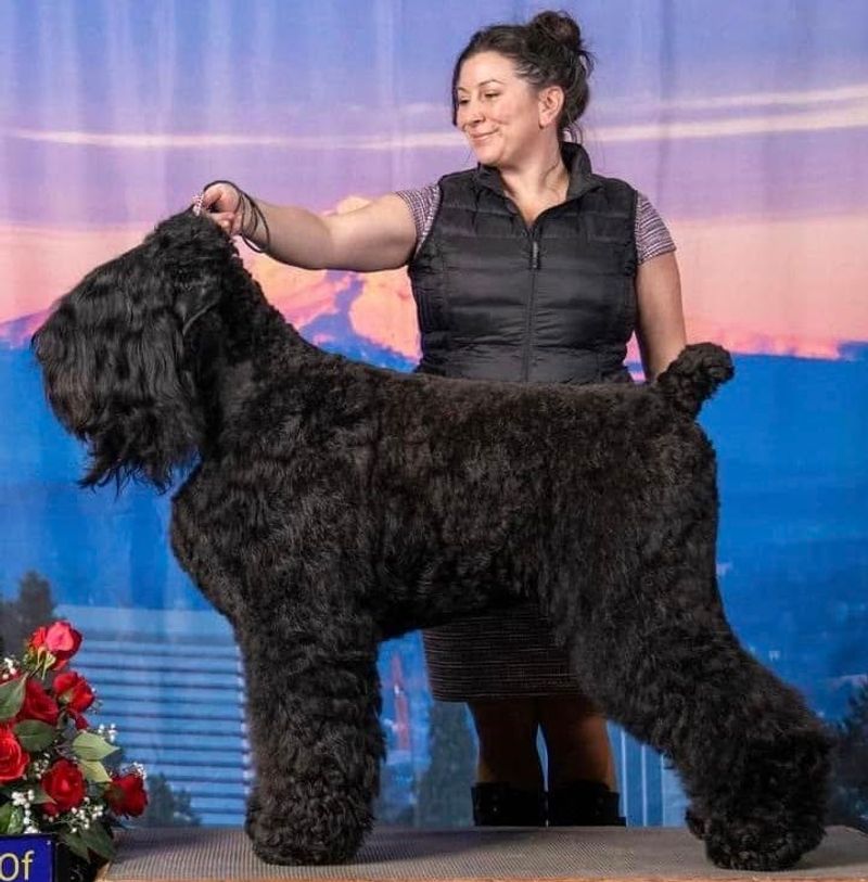 Russian Black Terrier
