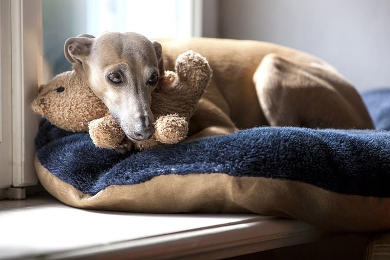 Greyhound
