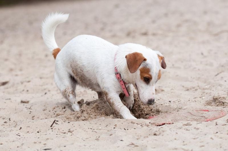 Jack Russell Terrier