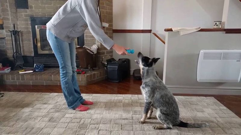 Australian Cattle Dog: The Tireless Problem-Solver