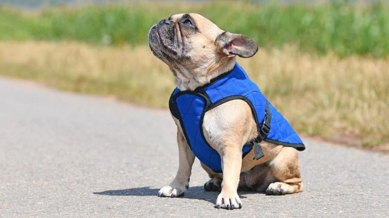 Pug Breathing Difficulties Worsen in Humidity