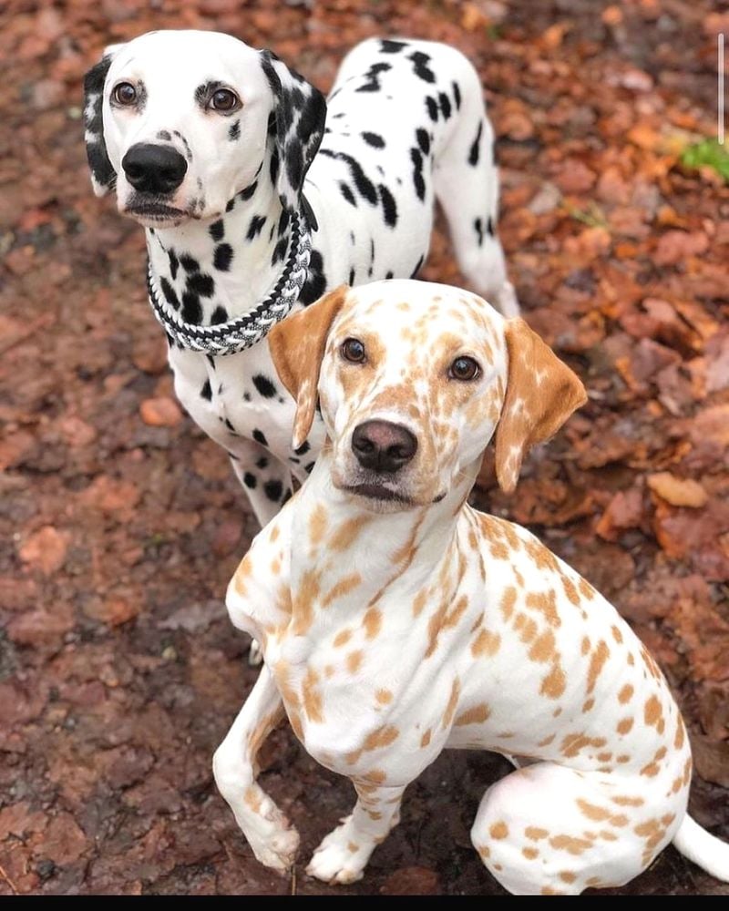 Dalmatian