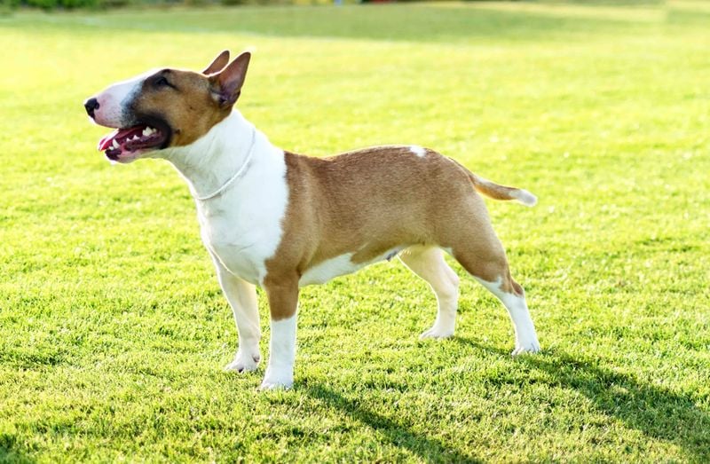Miniature Bull Terrier