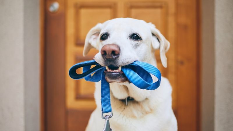 When You Skip the Walk