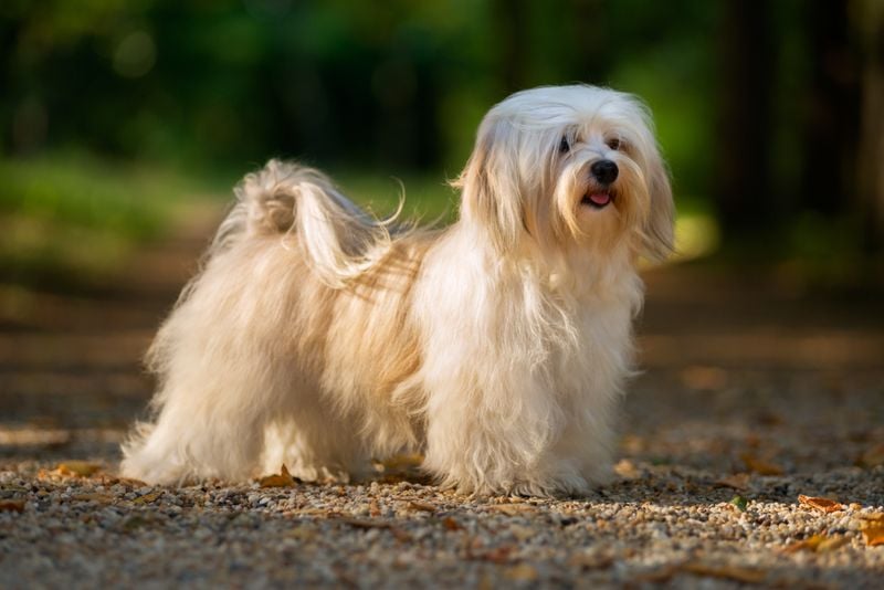 Havanese: The Velcro Dog With Healing Touch