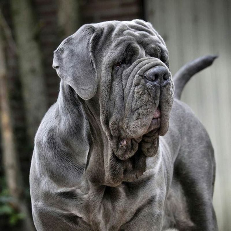 Neapolitan Mastiff: The Wrinkled Warrior