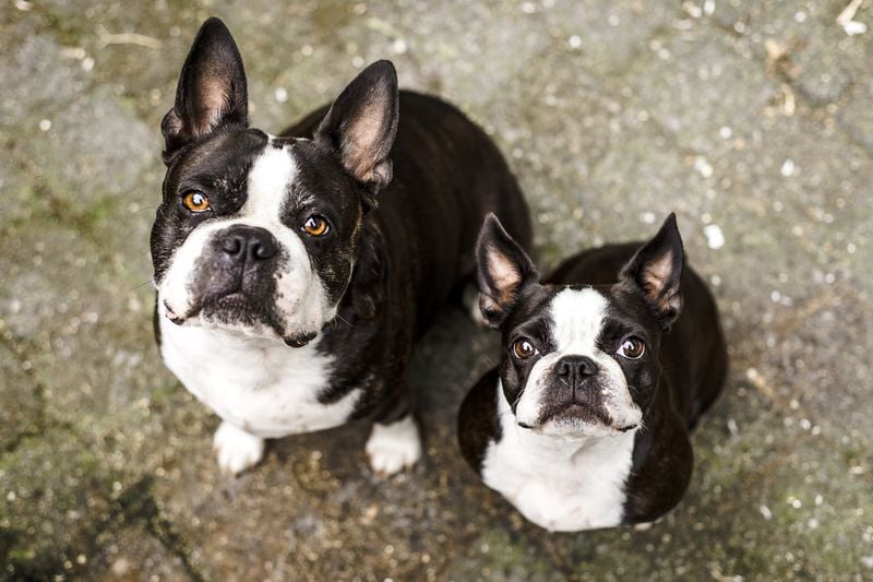 Boston Terrier