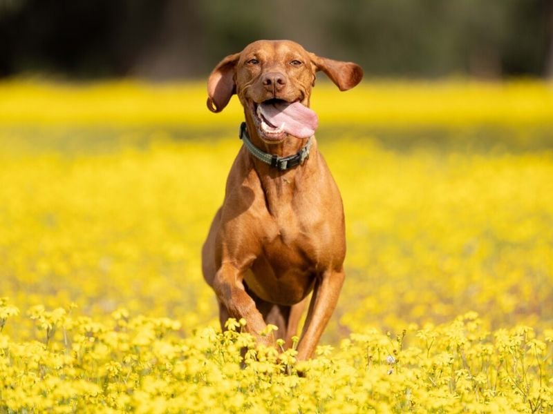 Vizsla