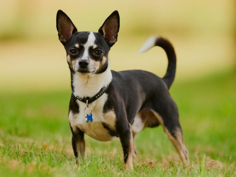 Chihuahua: The Tiny Tornado
