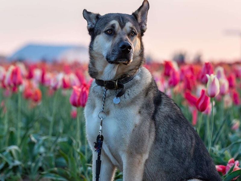 Kunming Wolfdog: China's Working Wonder