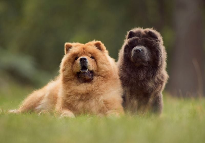 Chow Chow: The Aloof Protector
