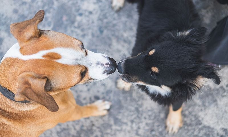 Dog Conflicts Need Human Guidance