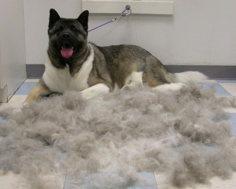 Akita