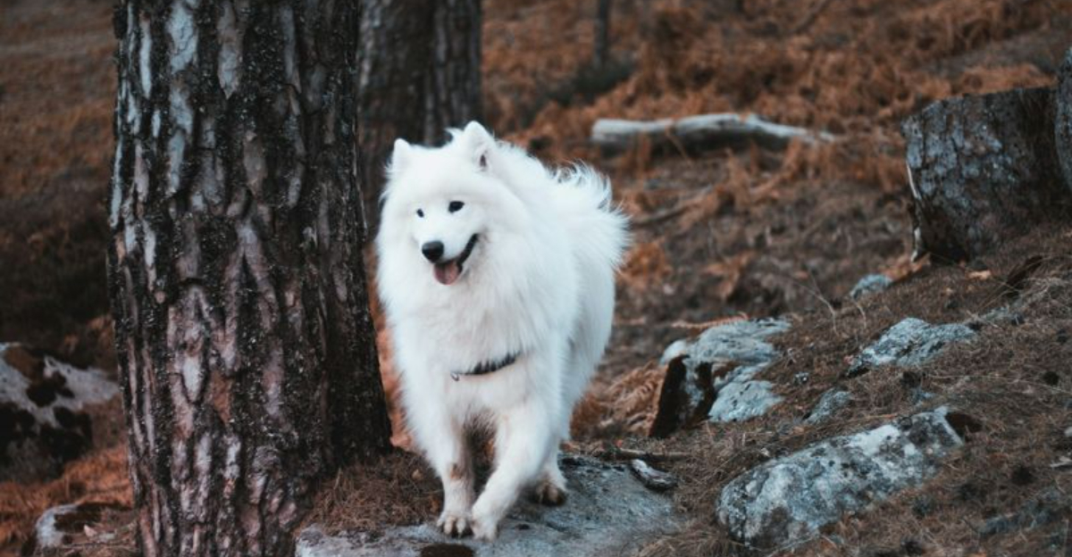 The 10 Most Economical Dog Breeds That Are Cheap to Maintain & 5 That