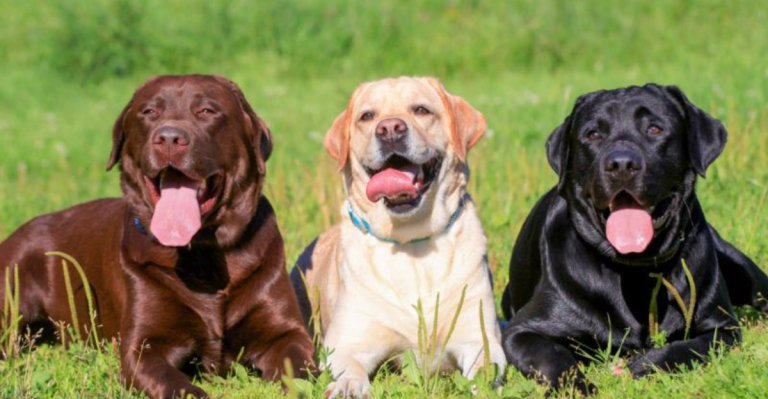 The 10 Most—and 10 Least—Popular Big Dog Breeds in America (2025 Edition)