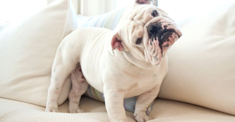 The 12 Most Stubborn Dog Breeds, as Ranked by Experts