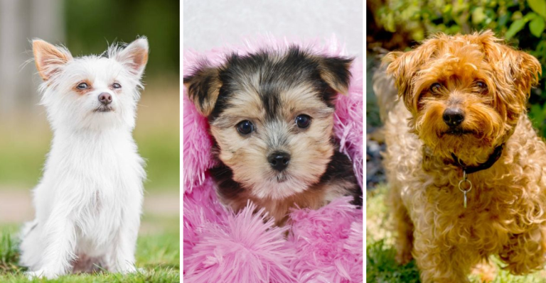 The 15 Most Adorable Yorkshire Terrier Mixes Out There