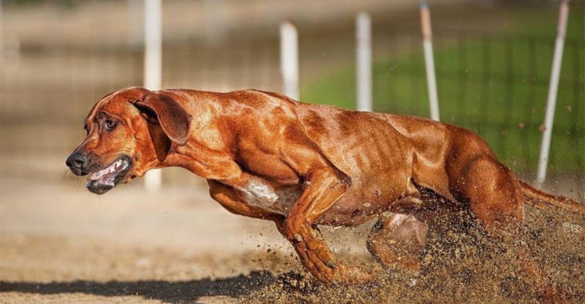 The 17 Fastest Dogs in the World Ranked by Speed
