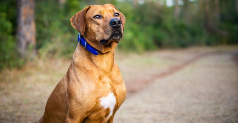 The Best of Both Worlds: 15 Dogs That Comfort and Defend
