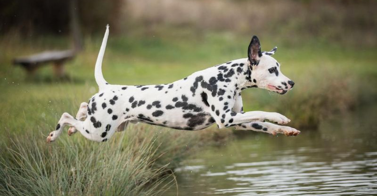 The Most Overrated and Underrated Dog Breeds—According to Real Owners